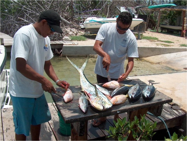  Filetagem de peixe 